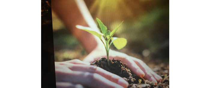 seedling1